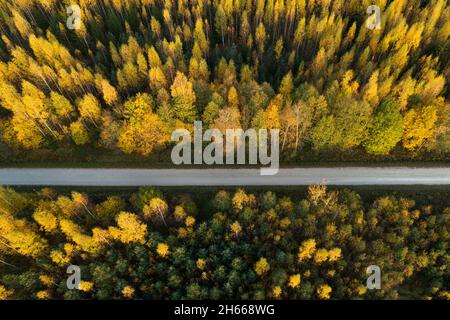 Un'antenna di una piccola strada sterrata che conduce attraverso una colorata foresta boreale mista durante un fogliame autunnale nella campagna estone. Foto Stock