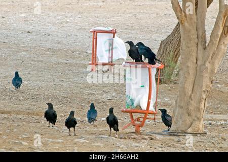 Corvi che si nutrono di immondizia umana. Foto Stock