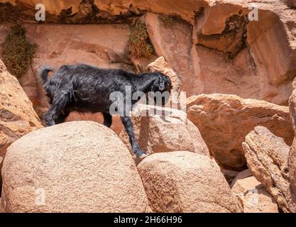 Una piccola capra nera nel deserto roccioso di Wadi Rum, Giordania Foto Stock