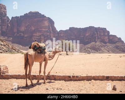 Cammello in piedi vicino alla sorgente di Lawrence al deserto roccioso rosso di Wadi Rum , Giordania. Foto Stock