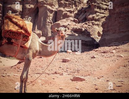 Un cammello che guarda la macchina fotografica nel deserto rosso roccioso di Wadi Rum, Giordania. Foto Stock