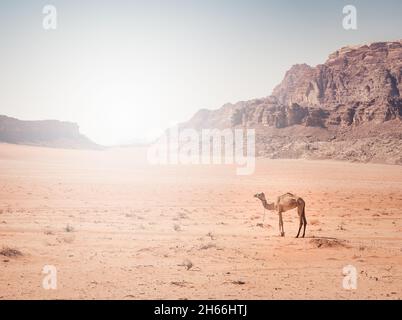 Un cammello nel deserto rosso roccioso di Wadi Rum, Giordania. Foto Stock