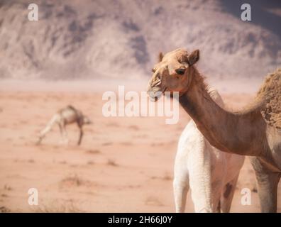Ritratto di un cammello nel deserto rosso roccioso di Wadi Rum, Giordania. Foto Stock