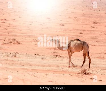 Ritratto di un cammello nel deserto rosso roccioso di Wadi Rum, Giordania. Foto Stock