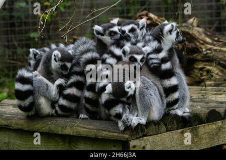 Gruppo di lemuri dalla coda ad anello accoccolati su tronchi di legno in cattività Foto Stock