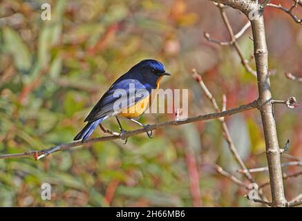 Bush-robin (Tarsiger hyperythrus) maschio adulto in piedi sul ramoscello Mayodia, Arunachal Pradesh, India Febbraio Foto Stock