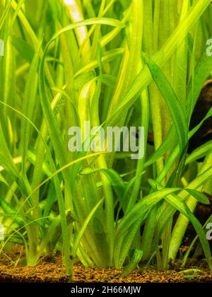 Vallisneria gigantea piante acquatiche d'acqua dolce in un serbatoio di pesce con sfondo sfocato Foto Stock