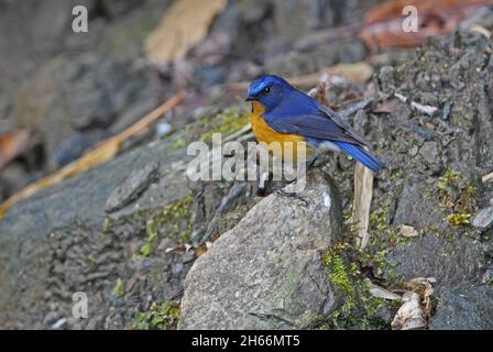 Bush-robin (Tarsiger hyperythrus) maschio adulto in piedi sulla roccia Mayodia, Arunachal Pradesh, India Febbraio Foto Stock