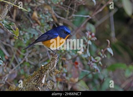 Bush-robin (Tarsiger iperythrus) maschio adulto arroccato su Mayodia defunta, Arunachal Pradesh, India Febbraio Foto Stock