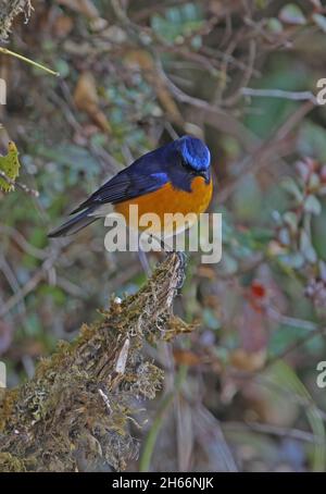 Bush-robin (Tarsiger iperythrus) maschio adulto arroccato su Mayodia defunta, Arunachal Pradesh, India Febbraio Foto Stock