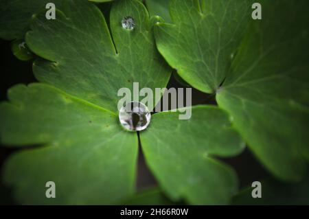 Gocciolina d'acqua su una foglia di Aquilegia Foto Stock