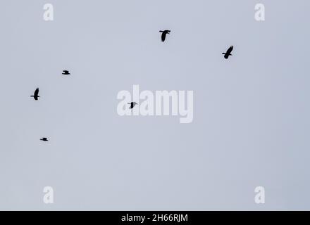 Un parlamento di Rooks (Corvus frugilegus) che torna al loro nidificante silhouted contro cielo nuvoloso Foto Stock