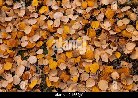 Tappeto di betulla d'Argento colorata caduta, foglie di Betula pendola che coprono il terreno durante il fogliame autunnale. Foto Stock