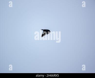 Un parlamento di Rooks (Corvus frugilegus) che torna al loro nidificante silhouted contro cielo nuvoloso Foto Stock