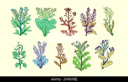 Illustrazione colorata botanica realistica. Diversi modelli e stili diversi. Illustrazione Vettoriale
