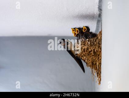 I neonati affamati urlano per il cibo nel nido. Foto Stock