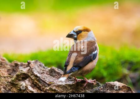 Primo piano di un maschio hawfinch, Coccothraustes coccothraustes, uccello appollaiato su legno. Messa a fuoco selettiva, luce naturale Foto Stock