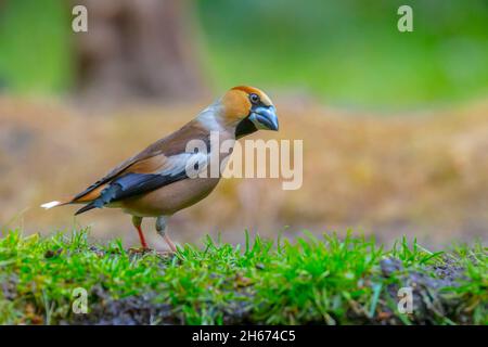 Hawfinch uccello maschio, coccodraustes coccodraustes, foraging Foto Stock