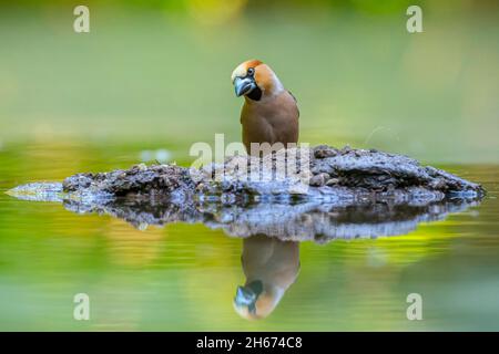 Hawfinch uccello maschio, coccodraustes coccodraustes, foraging Foto Stock