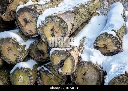 Closeup di un mucchio di tronchi di alberi sono accatastati e coperti di neve. Stagione invernale fredda. Foto Stock