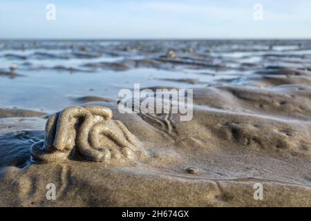 Verme gettato nel mare di Wadden a Cuxhaven, Germania Foto Stock