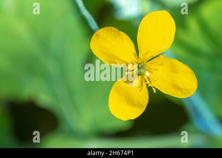 Primo piano di un fiore giallo Chelidonium majus, la più grande celandina, fioritura Foto Stock
