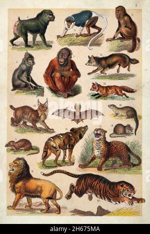 Illustrazione d'epoca di animali selvatici, Orangutan, Doue, Baboon nero, Drill, Scimmia urlante, muso, muso d'acqua, muso nano, leone, tiger, jag Foto Stock