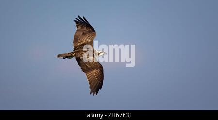 L'aquila d'oro di Pandion haliaetus atterra nel bagliore e nei raggi del sole che sorge su un ramo, la foto migliore Foto Stock