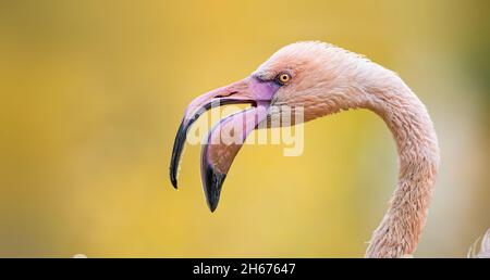 Molto bello flamingo uccello primo piano-up profilo vista, la migliore foto. Foto Stock