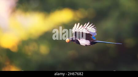 Eurasian Magpie Pica Pica vola e porta un dado nel suo becco, la foto migliore. Foto Stock