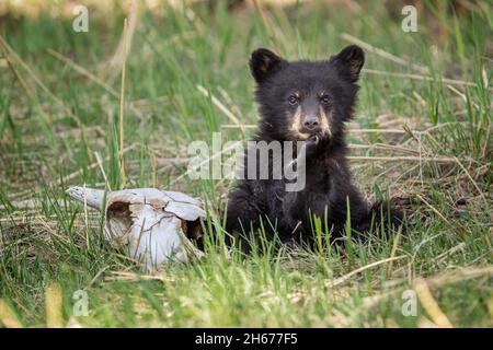 Black Bear Cub con teschio di bisonte Foto Stock