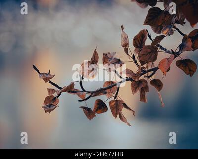 Foglie colorate in autunno su un ramo vicino al fiume Bow a Calgary, Alberta. Foto Stock