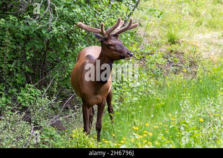 Giovani alci maschi in erba tra alberi verdi, fiori. Corna corte in crescita Foto Stock