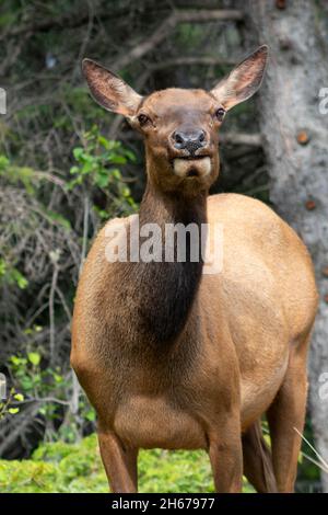 alce femminile che guarda direttamente la macchina fotografica, spalle in su, ritratto, primo piano, in piedi davanti agli alberi scuri Foto Stock