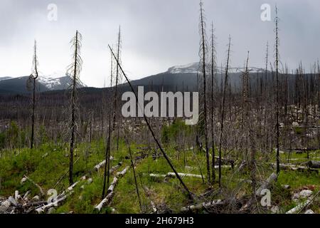 La foresta bruciata che inizia a crescere dopo il fuoco devastante ha distrutto acri di terra. Verde lussureggiante, alberi bruciati, montagne, cielo fumoso Foto Stock