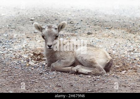 Giovane Baby bighorn pecora che posa in ghiaia, sfondo chiaro, monotone Foto Stock