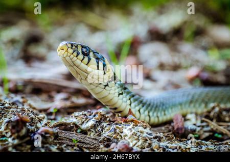 Primo piano di un serpente con motivi bianchi e verdi con la testa in su in un tour esplorativo Foto Stock