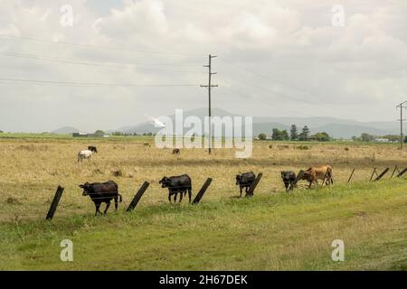 Una mandria di mucche che che camminano lungo la linea di recinzione di un paddock con un zuccherificio in lontananza Foto Stock