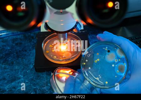 I batteri nelle piastre Petri vengono analizzati sotto ingrandimento del microscopio e luce arancione, lo scienziato prepara una nuova piastra di batteri per gli analiti Foto Stock