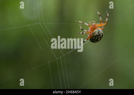 Le gocce di rugiada si attoppano al Web di Halloween Spider nel Parco Nazionale delle Great Smoky Mountains Foto Stock