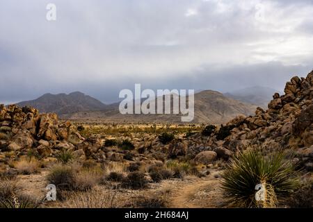 La sera cade su una valle piena di alberi di Joshua sotto le nuvole tempeste Foto Stock