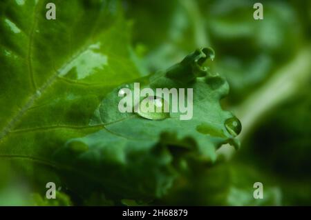 Primo piano una goccia d'acqua su una foglia verde di kale. Foto Stock