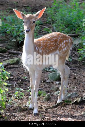 Capriolo dalla coda bianca nella foresta, Quebec, Canada Foto Stock