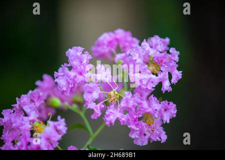 un rametto di mirto fiorisce con bei fiori Foto Stock