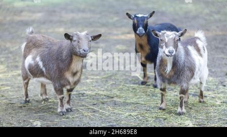 Curiose capre in piedi in penna animale. Fattoria nella contea di Santa Clara, California, Stati Uniti. Foto Stock