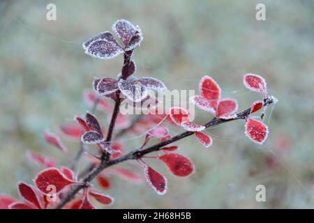 Due rami rossi di barbacca giapponese con foglie ricoperte di hoarfrost. Il primo gelo la mattina d'autunno. Foto macro Foto Stock