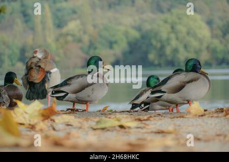 Un gregge di mallards, e una sola oca egiziana in piedi vicino al lago in un parco durante l'autunno Foto Stock
