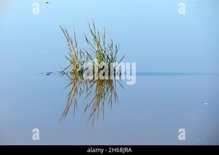 Piante che crescono sulle Tidal Mudflats di Morecambe Bay, Silverdale, Lancashire, UK Foto Stock