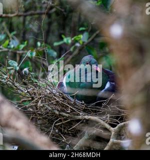 Piccione di legno neozelandese (Maori: kererū / kūkū / kūkupa) seduto sul suo nido. Foto Stock