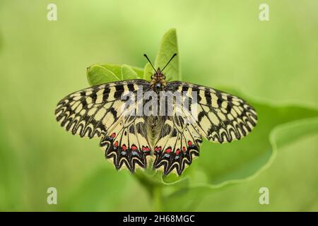 La fauna selvatica foto macro del sud del festone Zerynthia polìssena Foto Stock